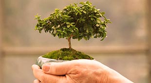 Growing Plant